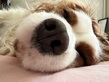 Тони Михова