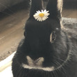 zoë