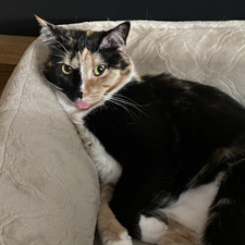 Clarissa