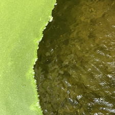 enaitz