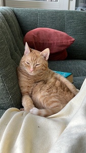 Maartje