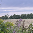 Dominyka