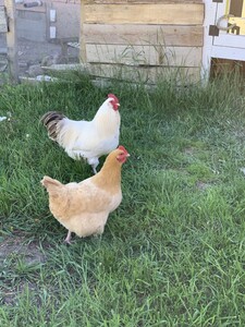 Mari Gemmill Mannisto