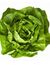Lettuce...