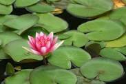 Lillypad