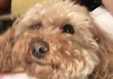 Wiktoria Studzińska