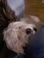 Ivona H...