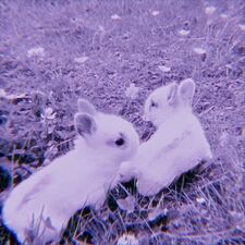 Violet Dreams