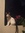 Ilia