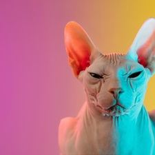 Reva Sanders ♠️♥️