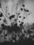 Blackheartrose