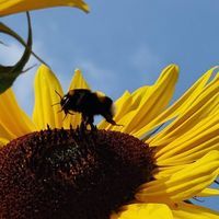 Тетяна Лещенко