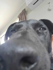 Abby