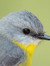 Bird'S Opinion