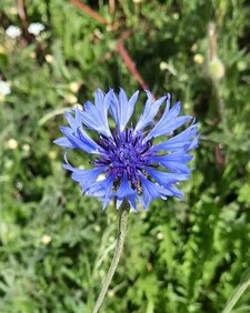 Centaurea Cyanus