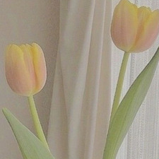 Alexandra Tushingham