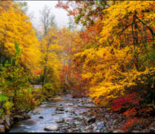 ♥✨Ari  Taylor ✨♥