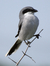 shrike
