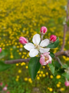 Стаси Ботева