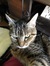Josie
