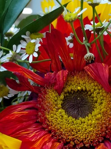 Kade Elliott St. Clair