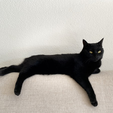 ˚✧₊⁎Goby⁎⁺˳✧༚