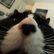 Cheese