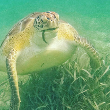 Katie