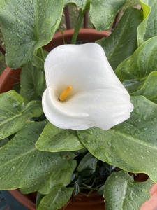 Avie doesn’t read (enough)