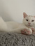 Amy