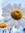 Daisy Horr