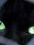Cat Black