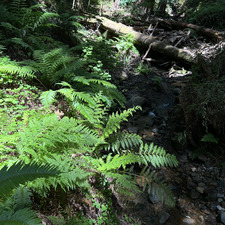 Catherine Wang McMahon