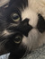 lucytunes