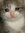 Sad Cat
