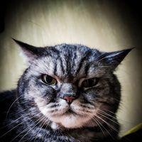 Саша Грицай