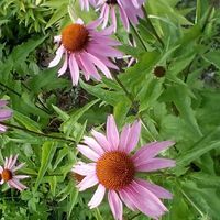 Іванна Карпатська