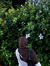 tasnim