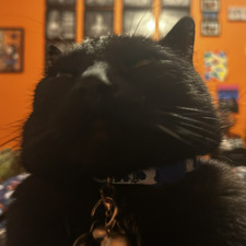 Gia