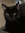 Draco