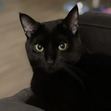 Draco