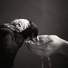 చరిత్ర(Charitra)