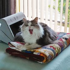 Lily Cuda