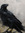 Raven