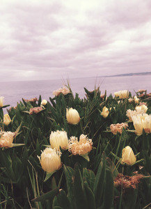 Wallflower Book Thoughts