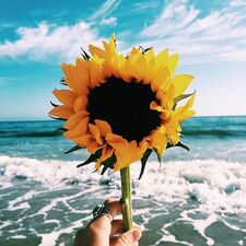 Оксана Хархаліс