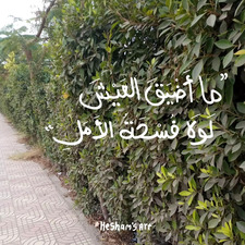 أماني  دراغمة.