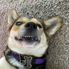 Stephanie Wethington