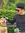 Sehkone | 3 comments