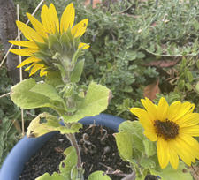 Rhi &#x1f33b;&#x1f41d;